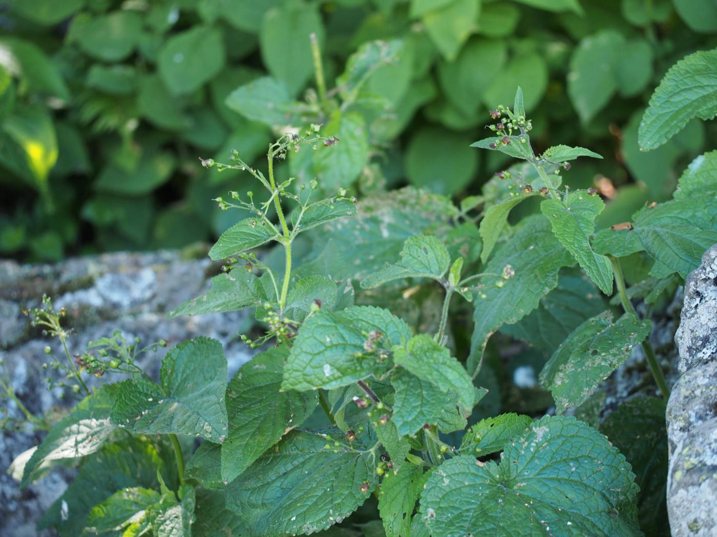 Figwort, Alpine plant